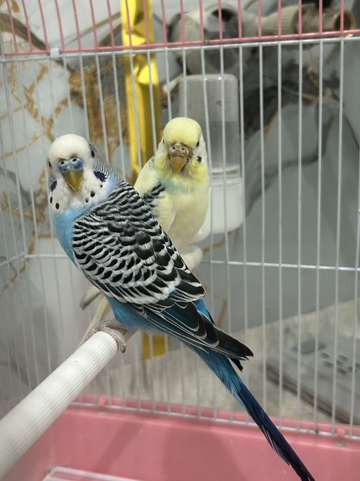 Попугай волнистики