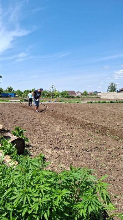 Картошка домашняя продам