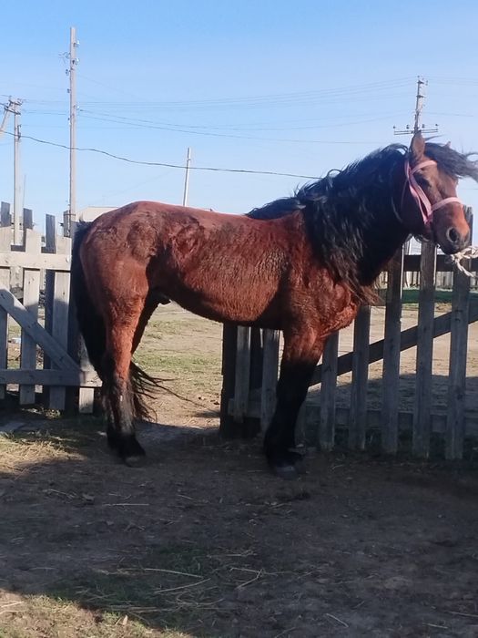 Жылқы сатылады қазақи