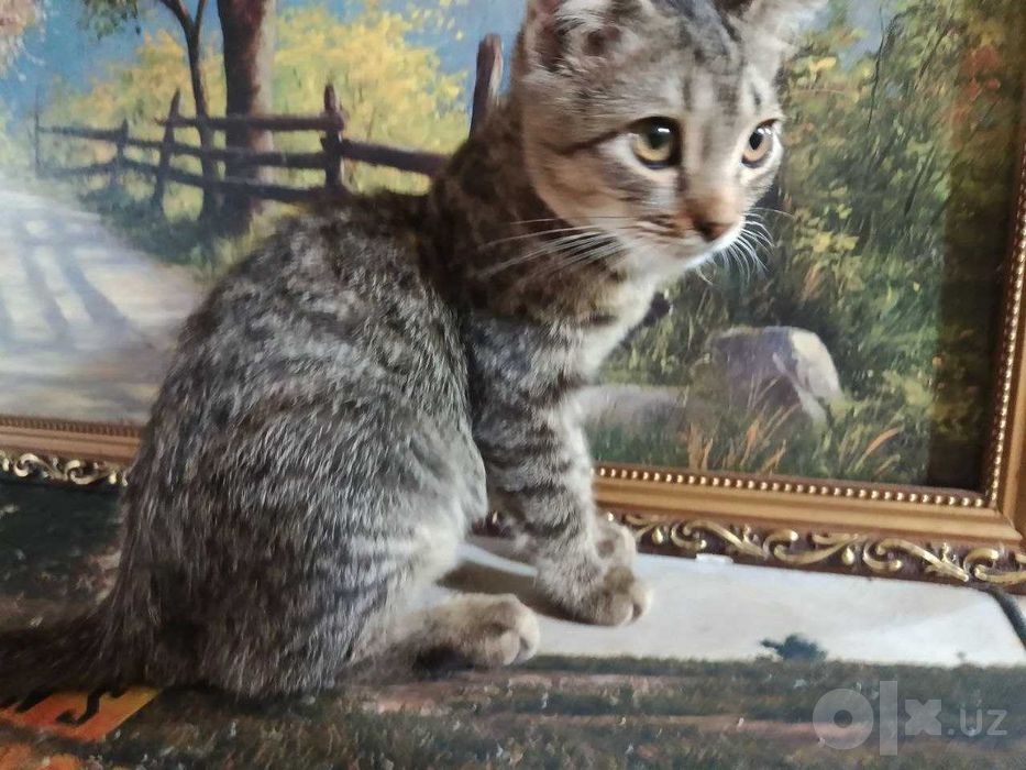Котята в добрые руки Страйт и фолд..