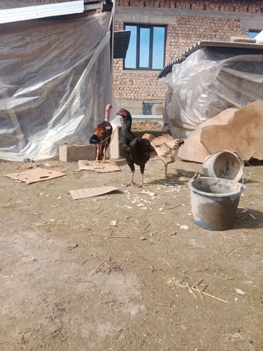 Дакан тауық қораз сатылады