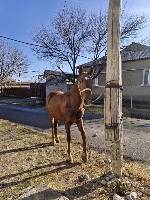 Құнан 3 жасар сатылады