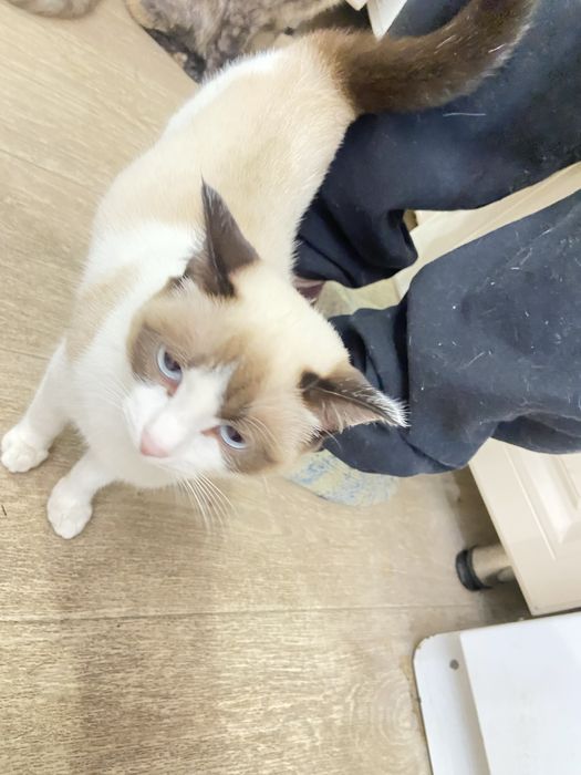 Отдам кошку,в добрые руки