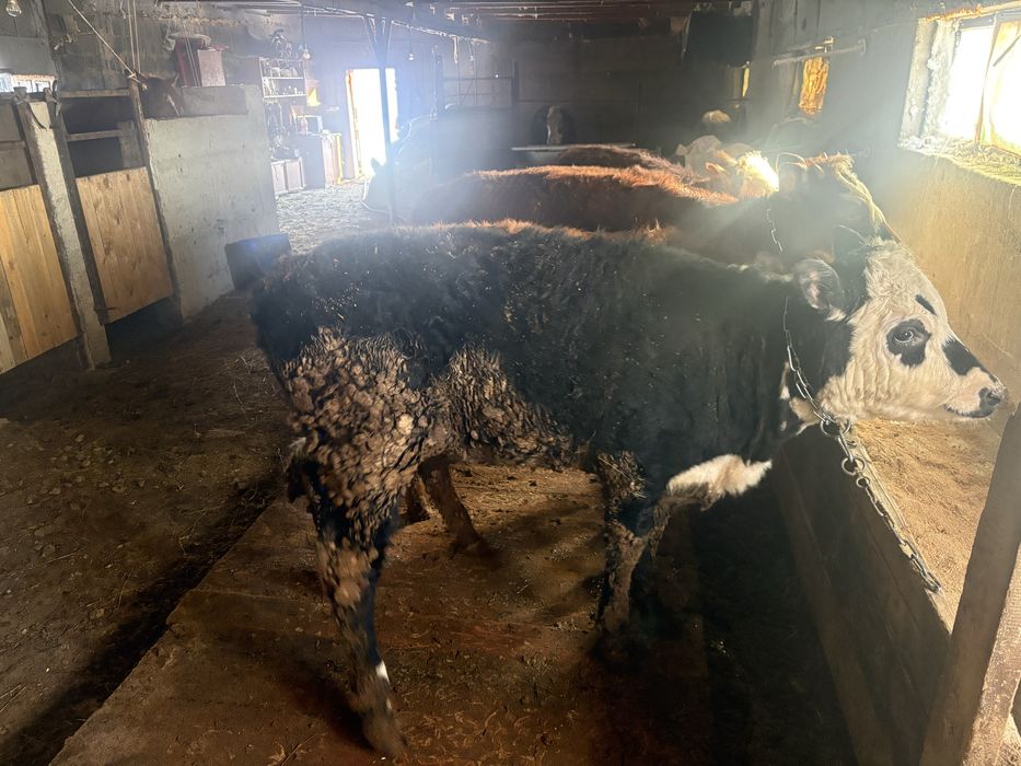 Продаю 5 голов продаю