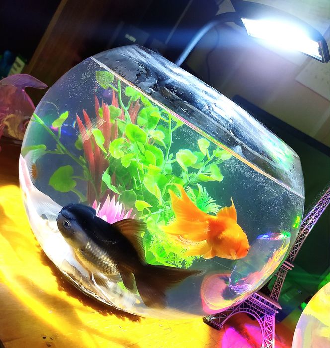 Круглые аквариумы, на 3, 5литров настольный с рыбками