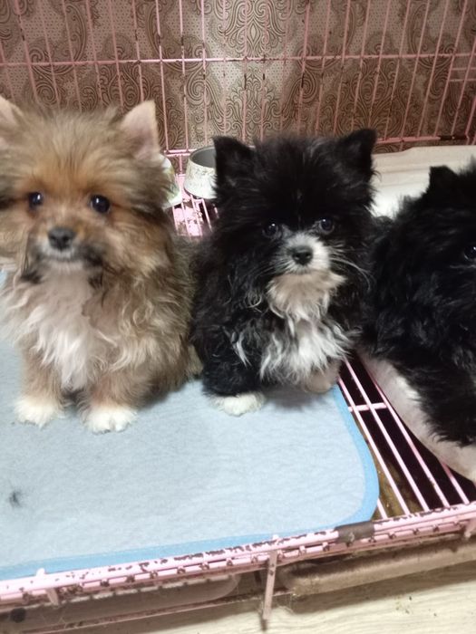 Продам щенков помесь шпиц и бивер