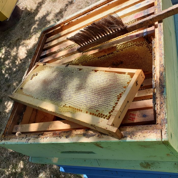 Мед и пчелни продукти реколта 2025г. От производител.На едро  отстъпка