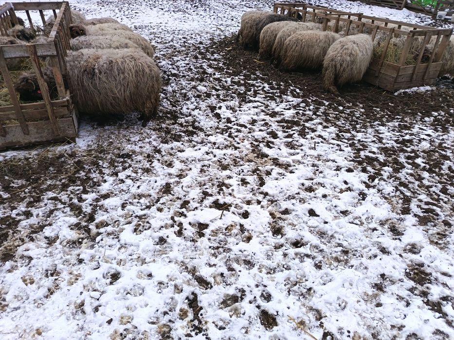 Oi bucalai de vanzare
