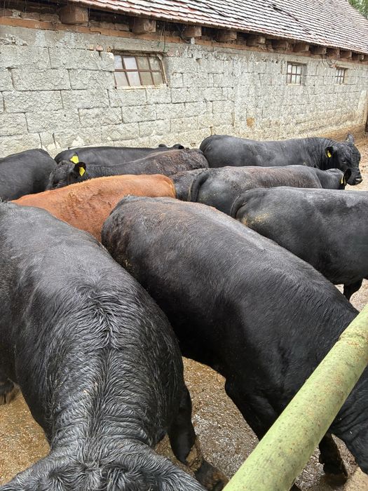 Tauri Angus 23,5 lei kg