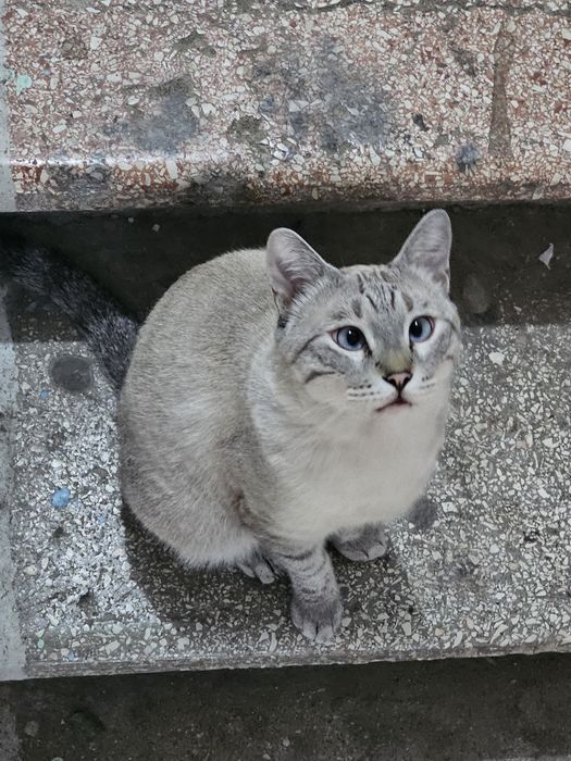 Кошка в Добрые Руки!