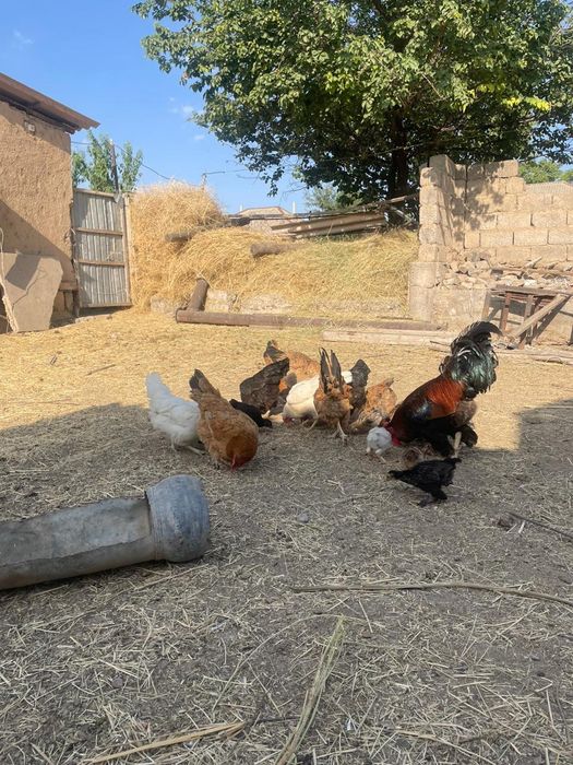 Үйдің тауықтары сатылады
