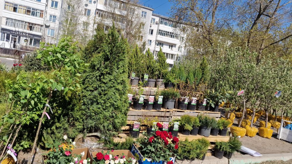 Туи ель сосна можевельник