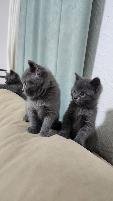 Продаётся котята скотеш