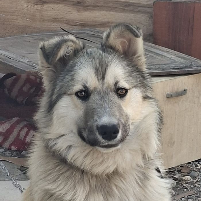 Собака без пароды