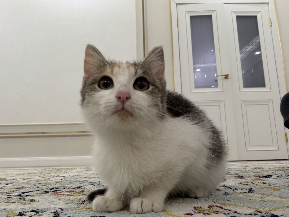 Отдадим котенка в хорошие руки!!!
