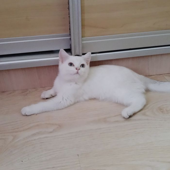 Котята  Шотланские мальчики и девочки