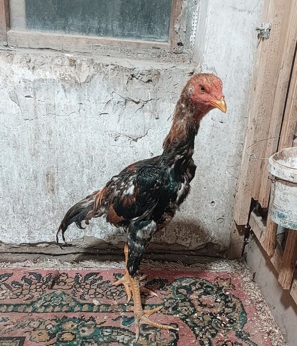 Дакан бойцовский петух