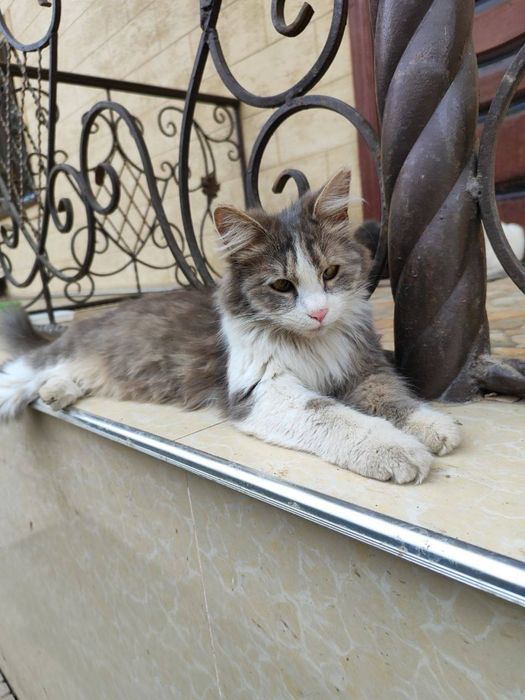 Отдадим в добрые руки!