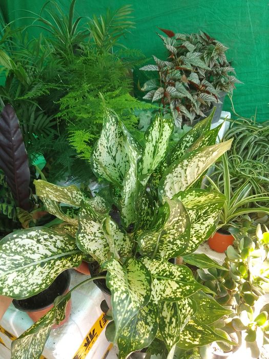 Азалия вся цветущая