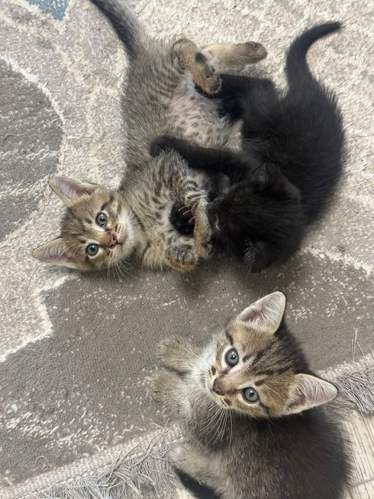 Отдам котят в хорошие руки