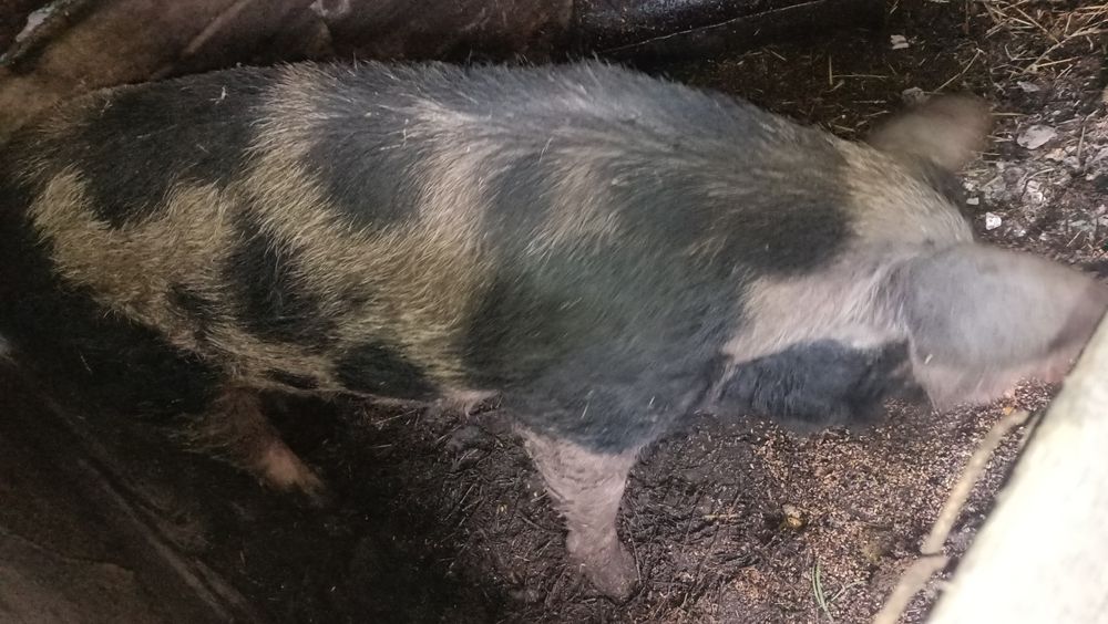 Продам кабанов не кастрированных.