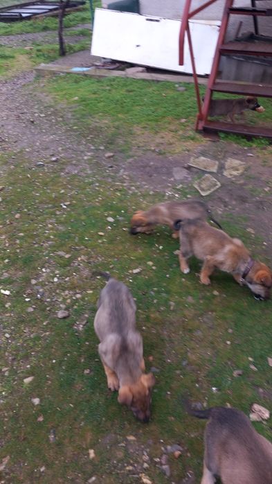 Овчарско куче за паэач