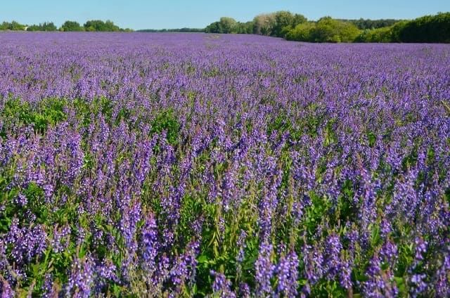 Жоңышқа тұқымы сатылады