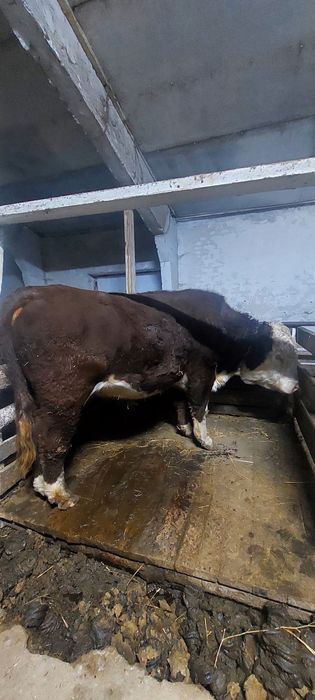 Продаётся породистый племенной бык