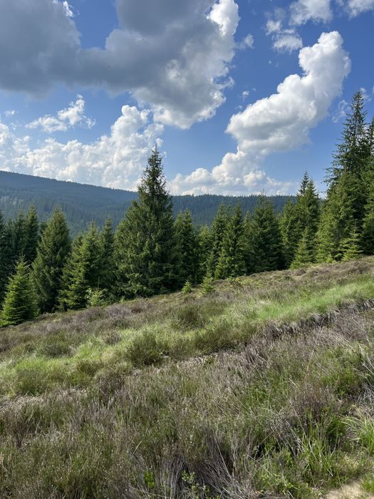 Teren intravilan 5318 mp Poiana Horea-Belis