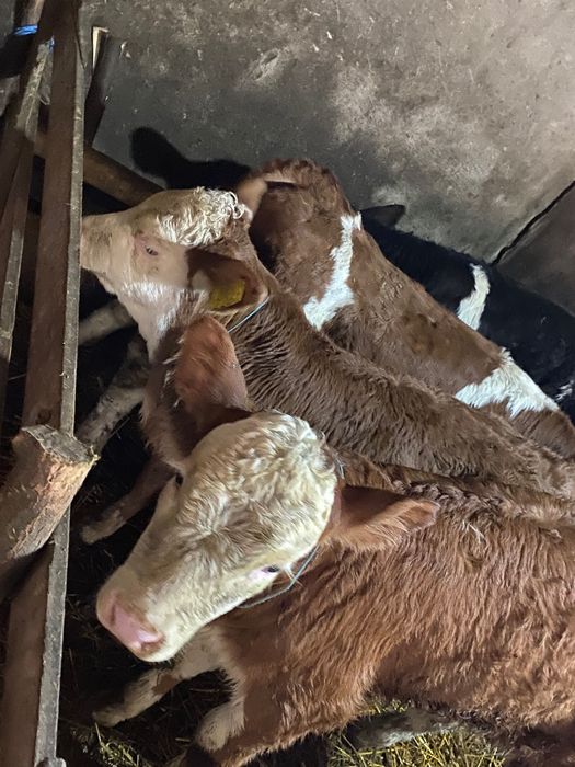 Viței preîncărcați preț negociabil