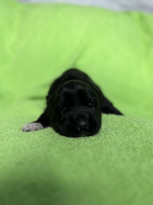 Бронь на щенков САО