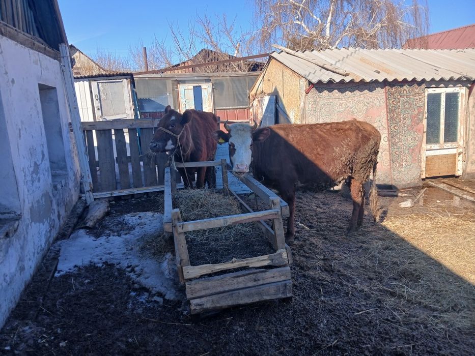 Продам корову с теленком