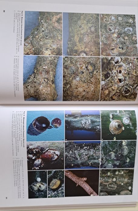 Carte engleza Armored Scale Insect Pests - paduchi testosi plante pomi