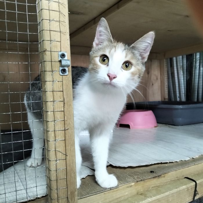 Чудо котятки красавчики