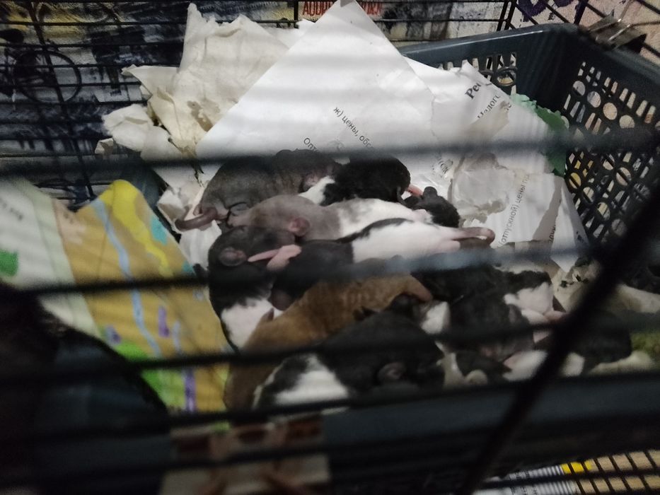 Продам ручных крысят