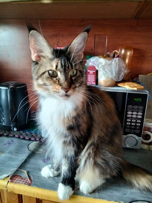 Котёнок мейн-куна