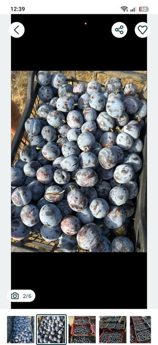 Prune de țuică și palinca