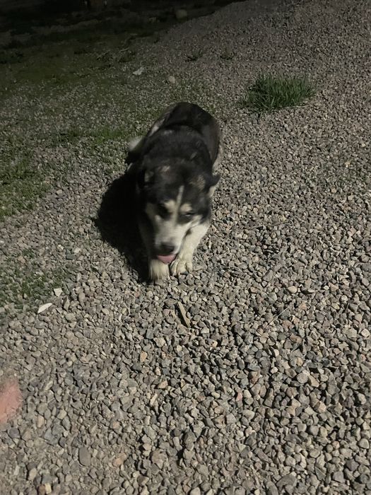 Сабака хаски девушка