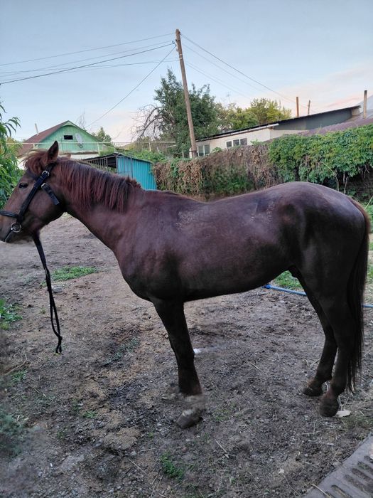 На срочной продаже  жеребец