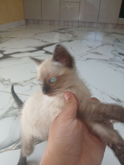 Pisici birmaneze