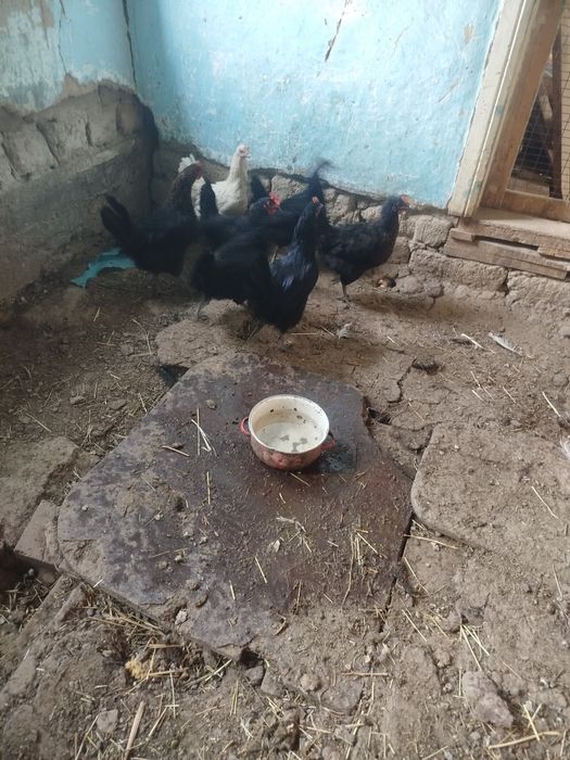 Курей срочно продам