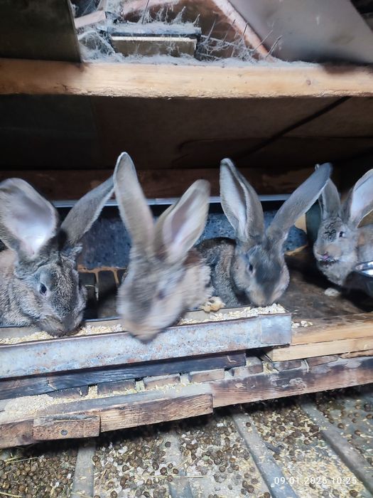 Продам крольчат от фландеров.