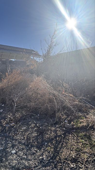 Жарылмаған ағаштар