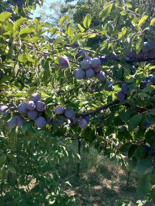 Vand Prune si Caise Pentru Tuica