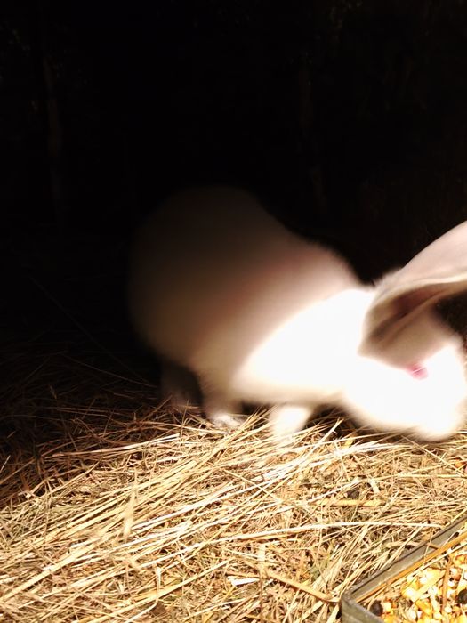 Uriaș german de vânzare