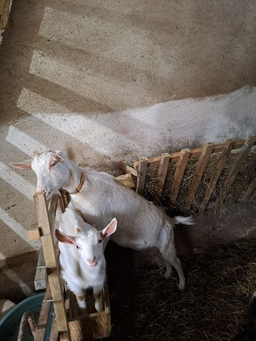 Capra și iada sanen