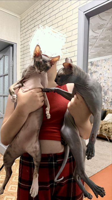 Канатский сфинкс