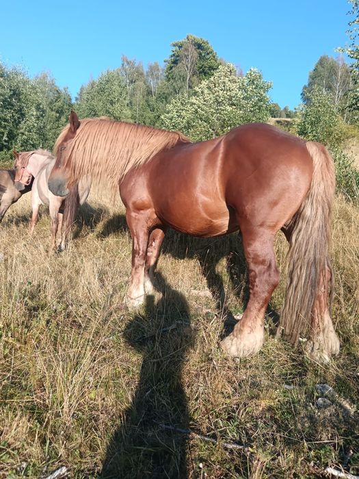 De vânzare 1 armăsar o manza si o iapa