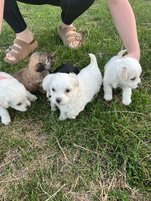 Donez pui Bichon