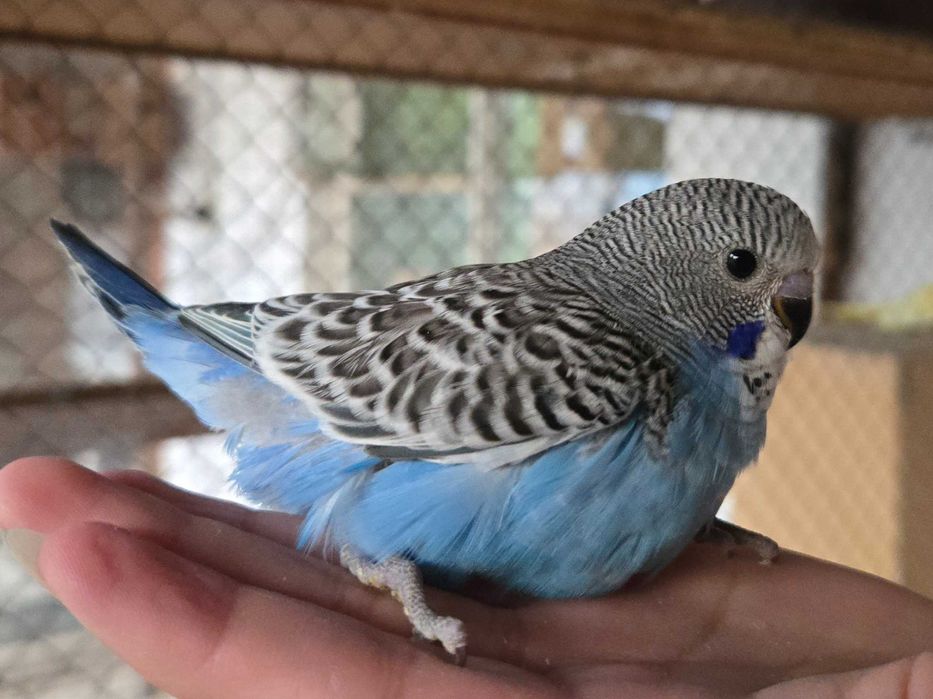 Волнистый попугайчик волнистый попугай